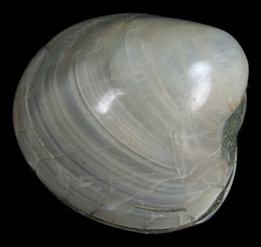 Polished Fossil Clam - Small Size #5281